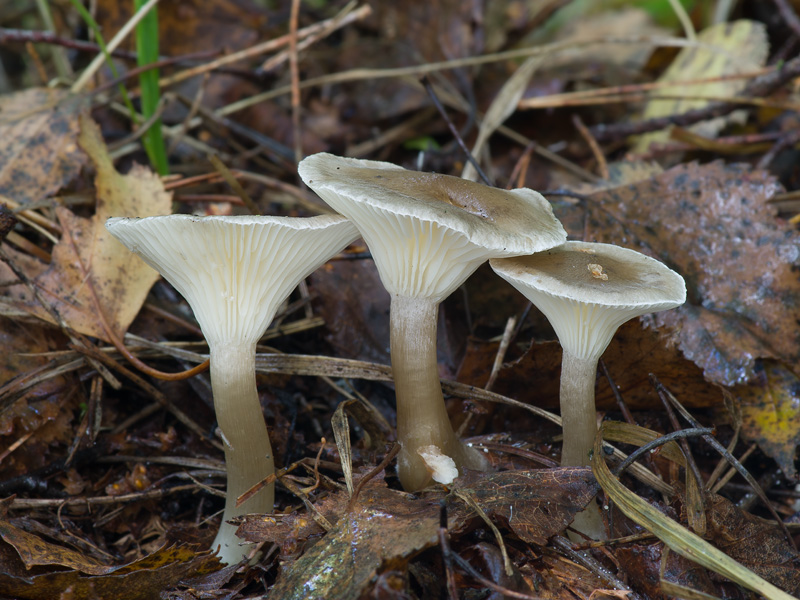 Ampulloclitocybe clavipes